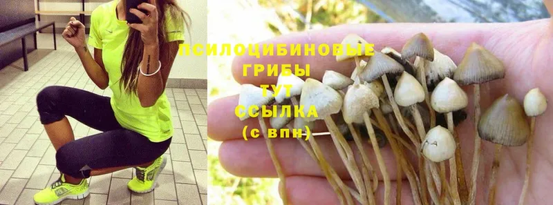 ссылка на мегу зеркало  Верхняя Салда  Псилоцибиновые грибы Cubensis 